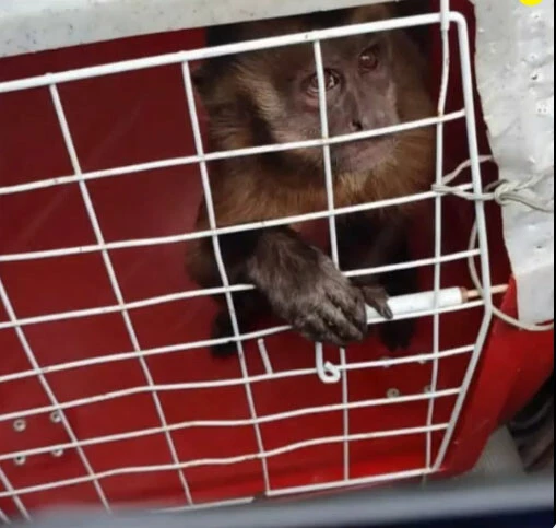 Bıçaklı maymun ortalığı karıştırdı! Halk ikiye bölündü