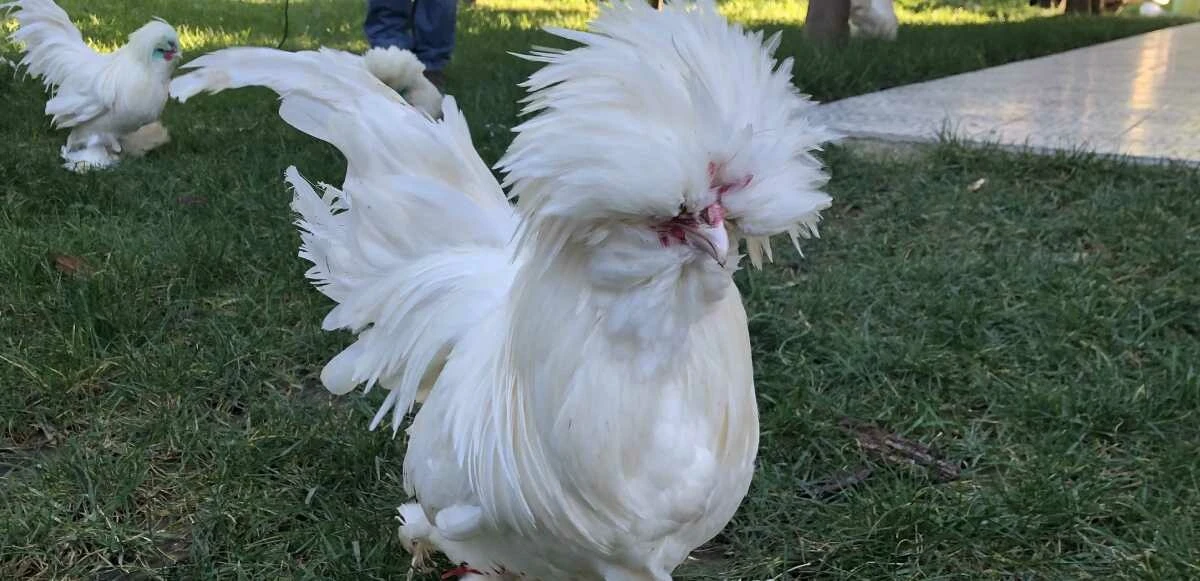 Tavuk cinsleri ve isimleri nelerdir? Tavuk çeşitleri, özellikleri ve ömürleri! - 1. Resim