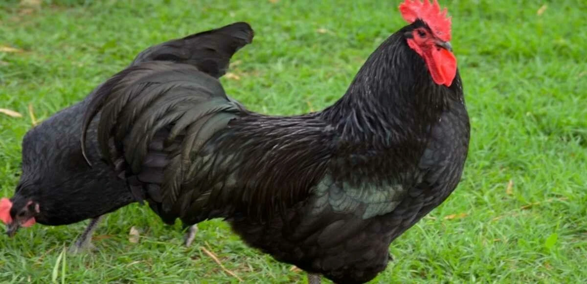 Tavuk cinsleri ve isimleri nelerdir? Tavuk çeşitleri, özellikleri ve ömürleri! - 11. Resim