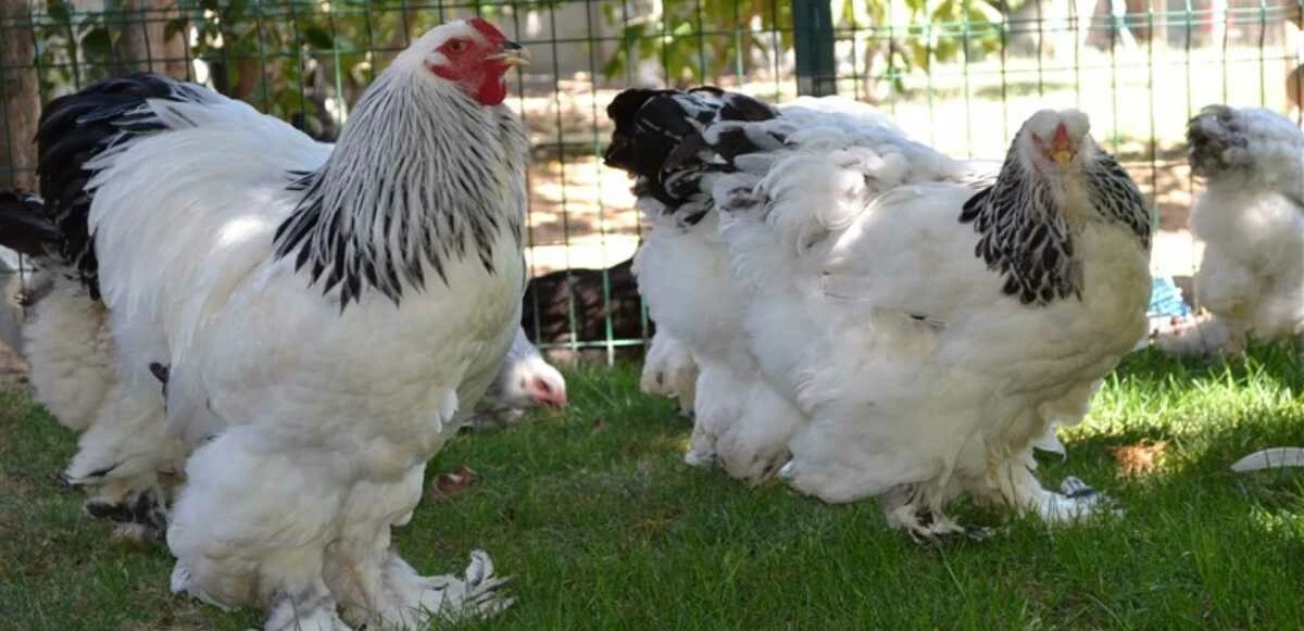 Tavuk cinsleri ve isimleri nelerdir? Tavuk çeşitleri, özellikleri ve ömürleri! - 2. Resim