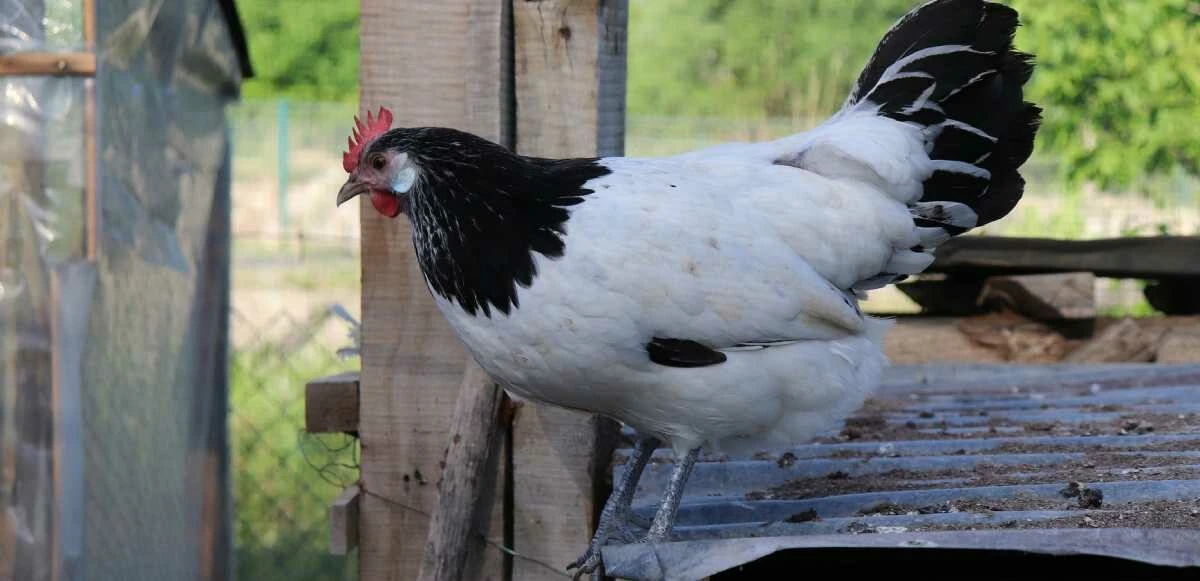 Tavuk cinsleri ve isimleri nelerdir? Tavuk çeşitleri, özellikleri ve ömürleri! - 4. Resim