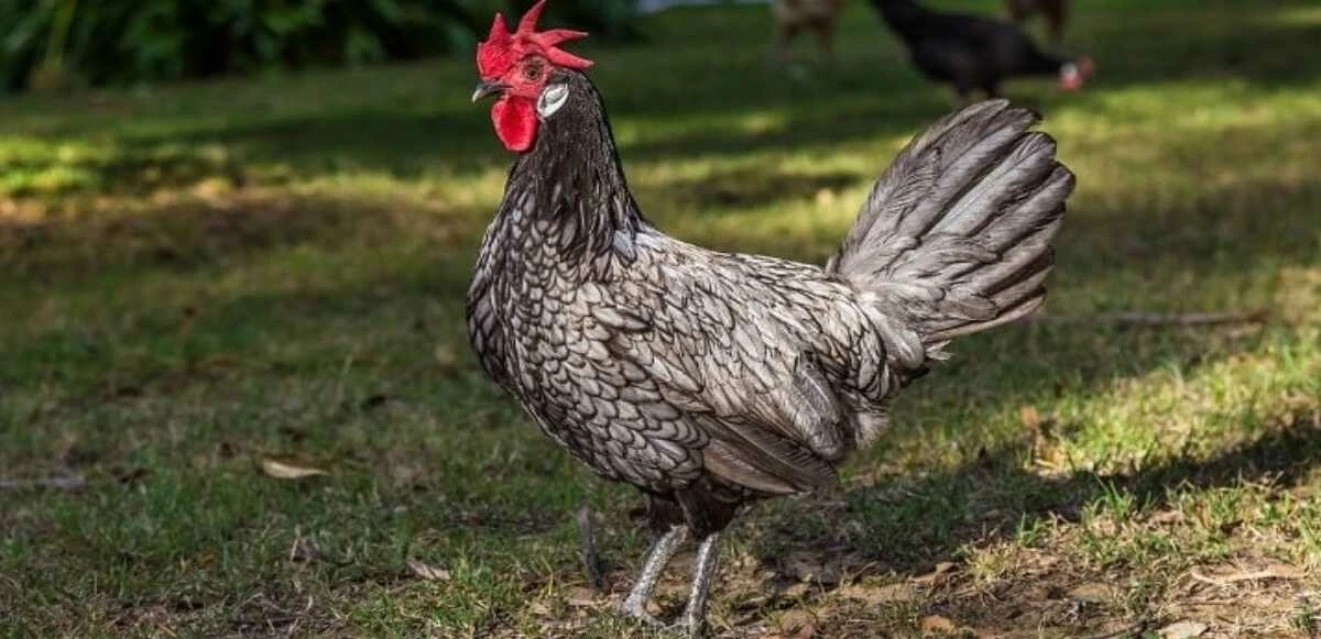 Tavuk cinsleri ve isimleri nelerdir? Tavuk çeşitleri, özellikleri ve ömürleri! - 6. Resim