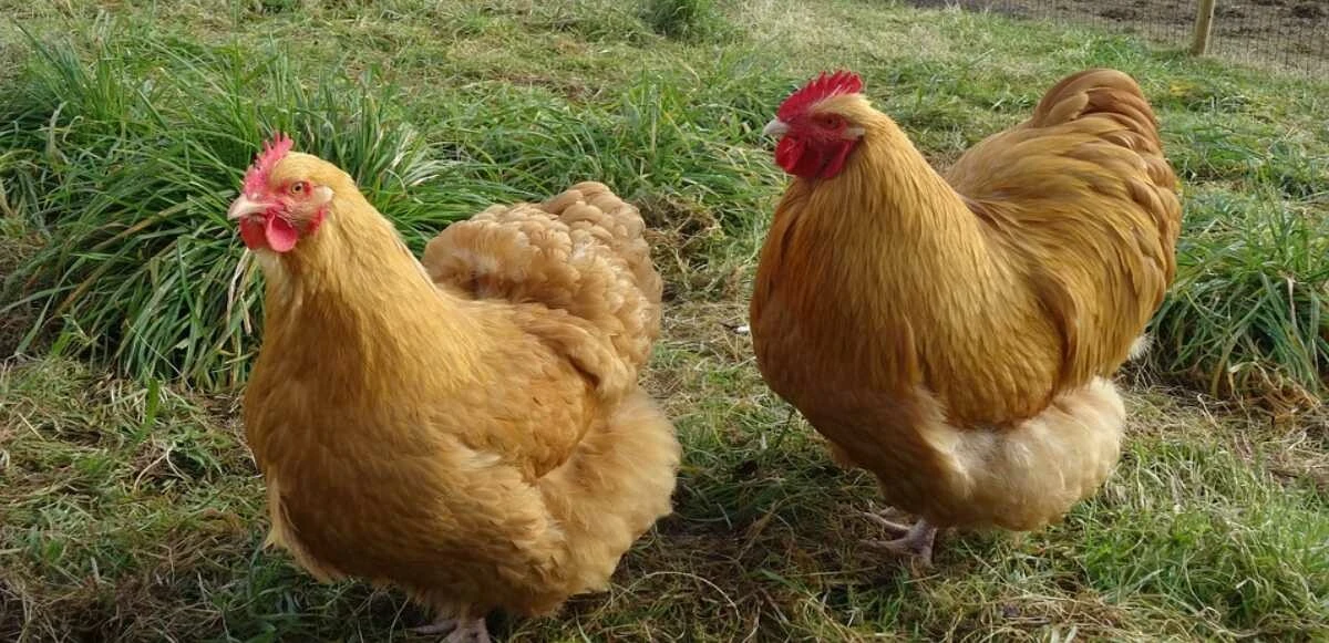 Tavuk cinsleri ve isimleri nelerdir? Tavuk çeşitleri, özellikleri ve ömürleri! - 8. Resim