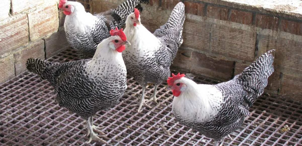 Tavuk cinsleri ve isimleri nelerdir? Tavuk çeşitleri, özellikleri ve ömürleri! - 9. Resim