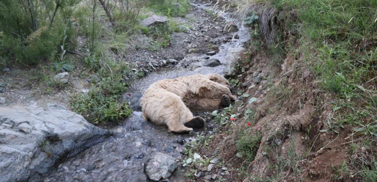 Erzurum’da ayı dehşeti: Çobanın parçalanmış cesedi bulundu