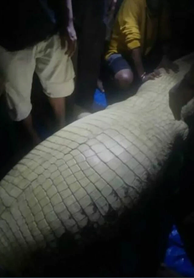 Kayıp genç 13 metrelik timsahın içinden çıktı! Dünya basını bu olayı konuşuyor