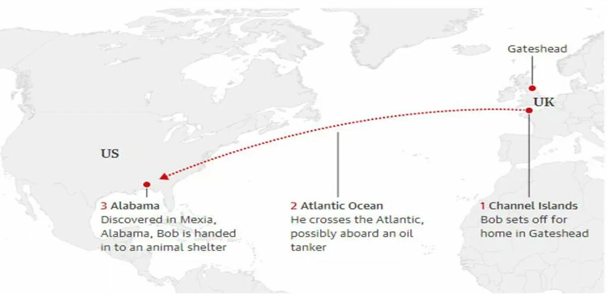 Şaşkın güvercin! İngiltere’de bırakıldı, ABD’de çıktı