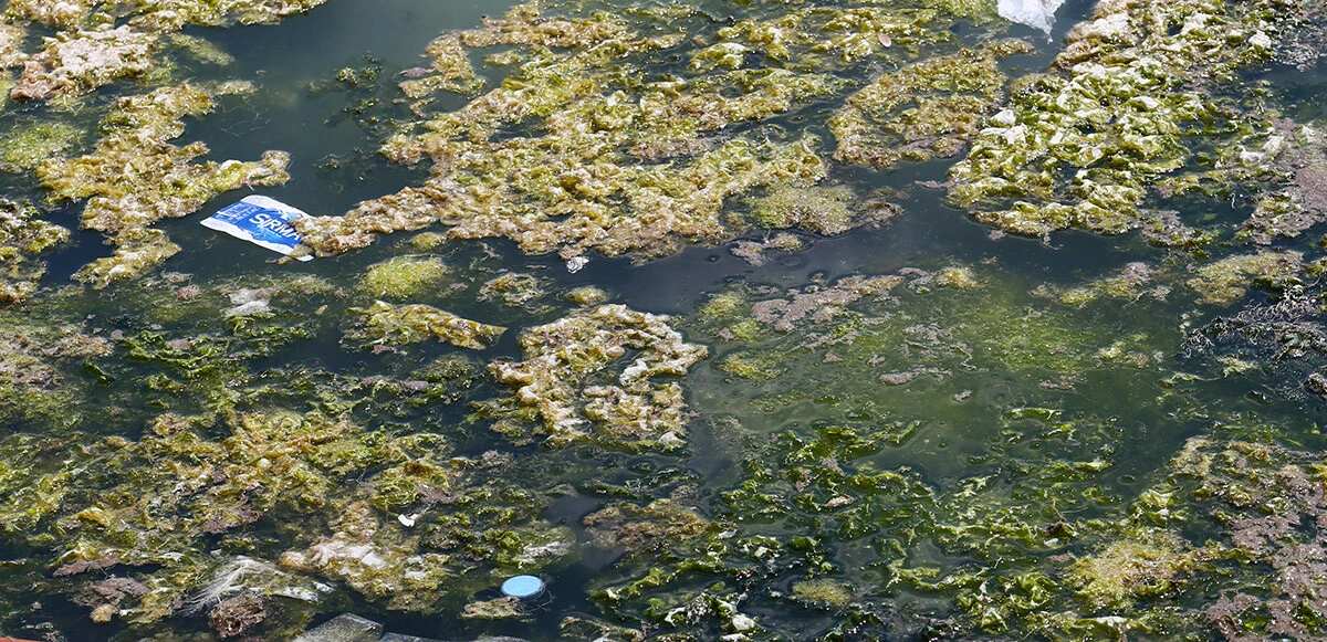 İzmir kıyılarını kapladı: Yine yosun istilası
