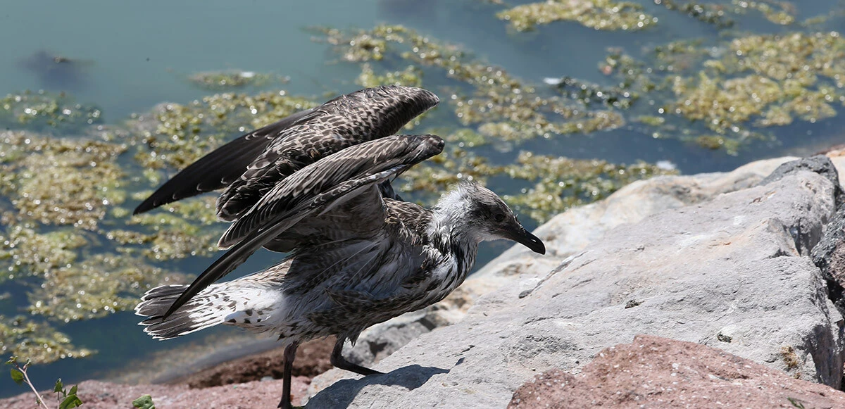 İzmir kıyılarını kapladı: Yine yosun istilası