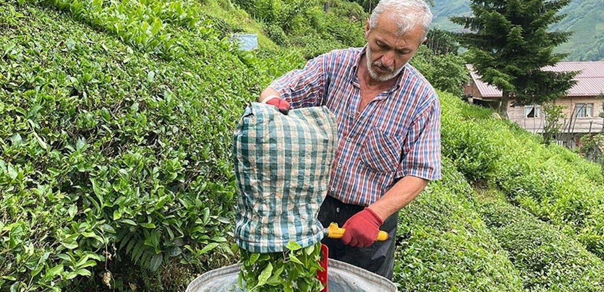 Çaya yine zam geldi! Son iki ayda fiyatı üçüncü kez arttı