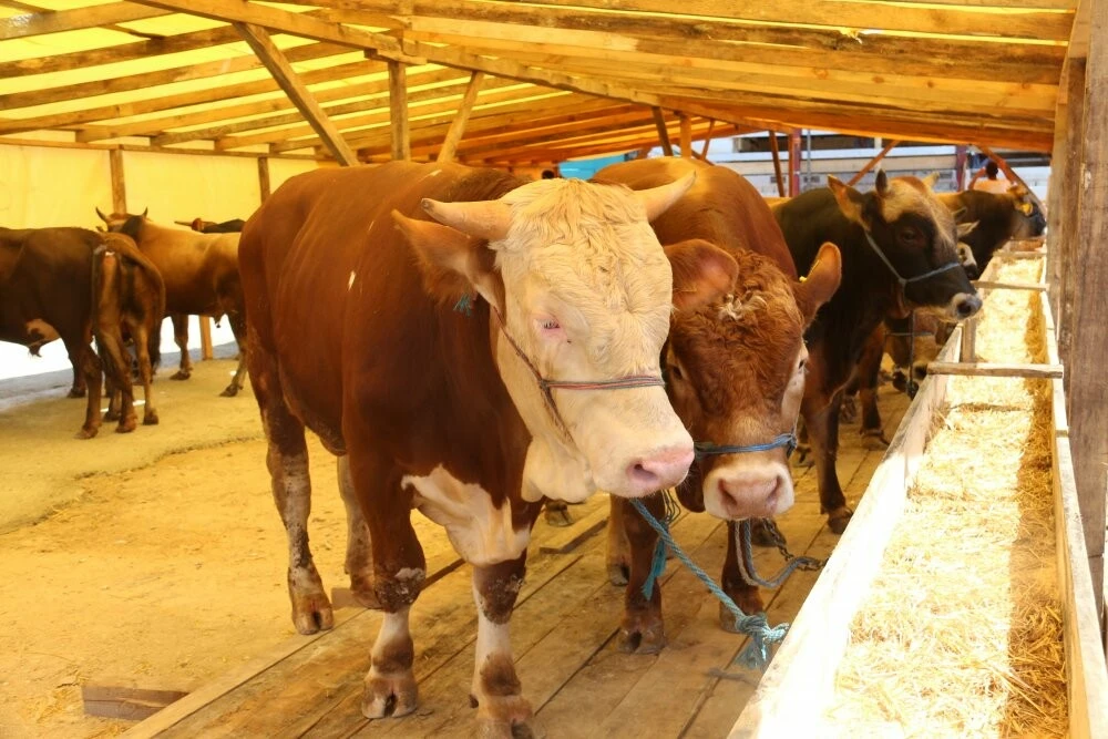 Kurban kesilirken edilecek dualar ve anlamları! Kurban kesme yöntemi