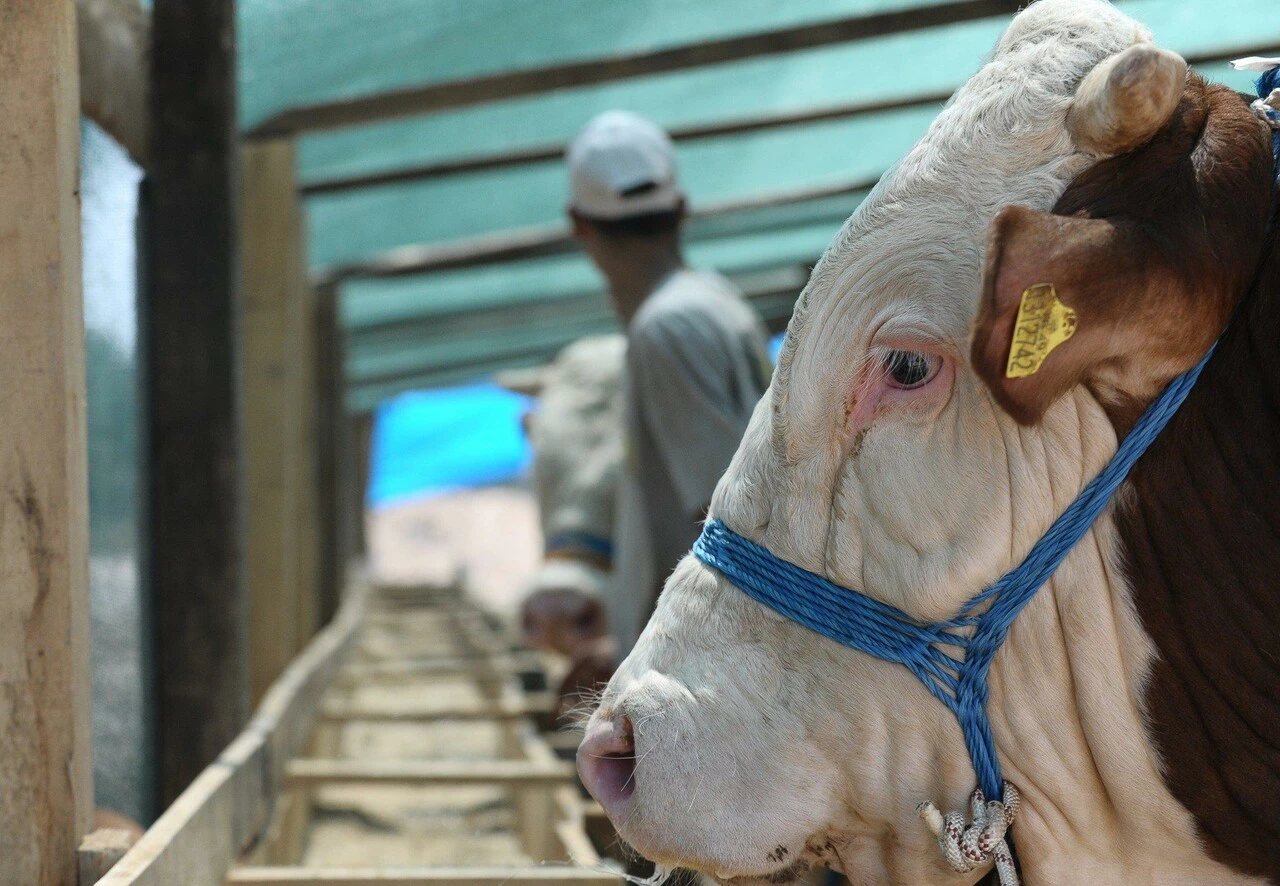 Kurban eti ishal yapar mı? Kurban etini böyle tüketin!