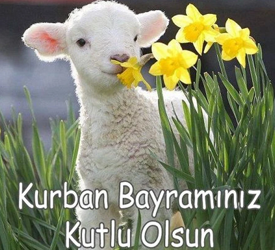 En güzel KURBAN BAYRAMI MESAJLARI resimli 2022: Whatsapp, İnstagram ve Facebook için resimli, anlamlı, değişik, dualı, sözlü bayram kutlama mesajları ve sözleri