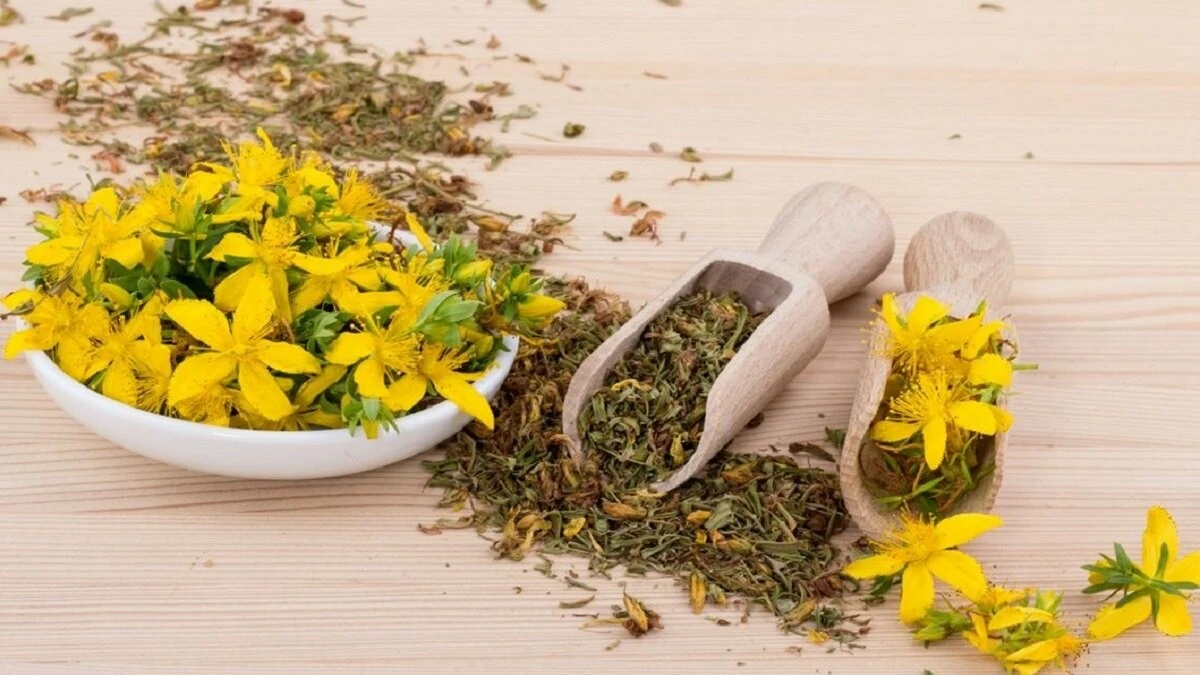 Şifalı bitki sarı kantaron hasadı başladı! İşte sarı kantaronun faydaları!