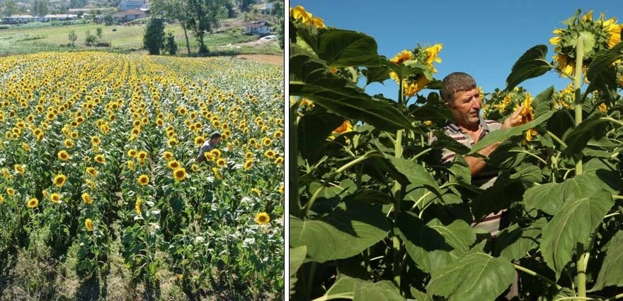 Kurtlar dadanınca ekimden vazgeçen çiftçiler, 33 yıl sonra ayçiçeği ekti