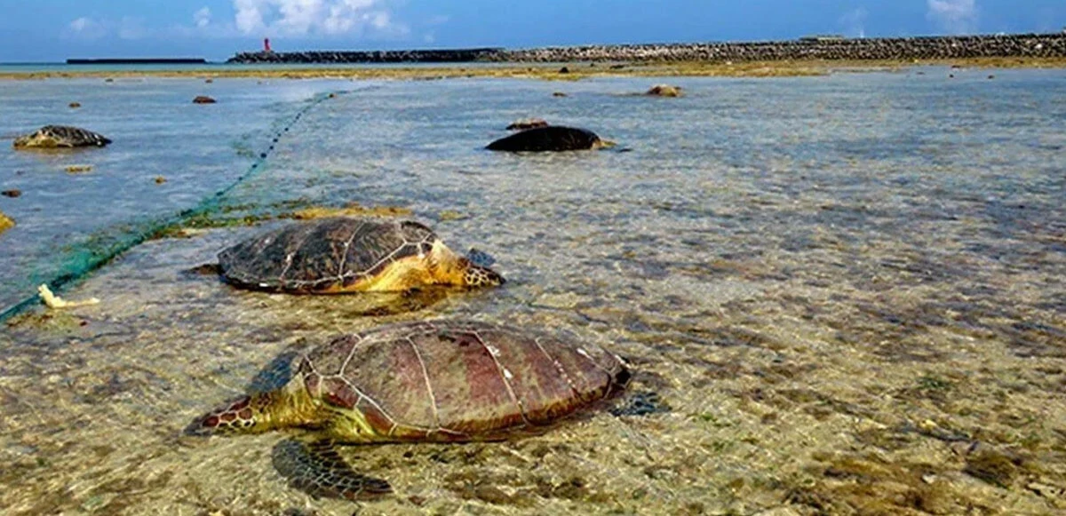Onlarca deniz kaplumbağası katledildi! Japonya'da polis harekete geçti