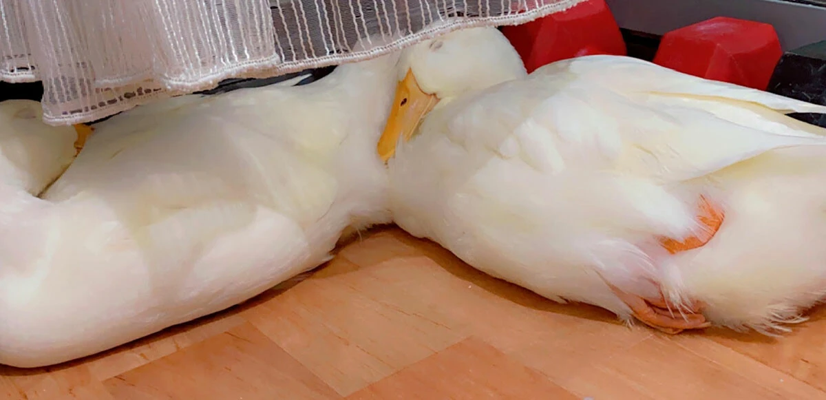 Bahçeşehir’deki ördeklerin sahibi konuştu: Bunlar bizim dememize rağmen fotoğrafımızı çektiler