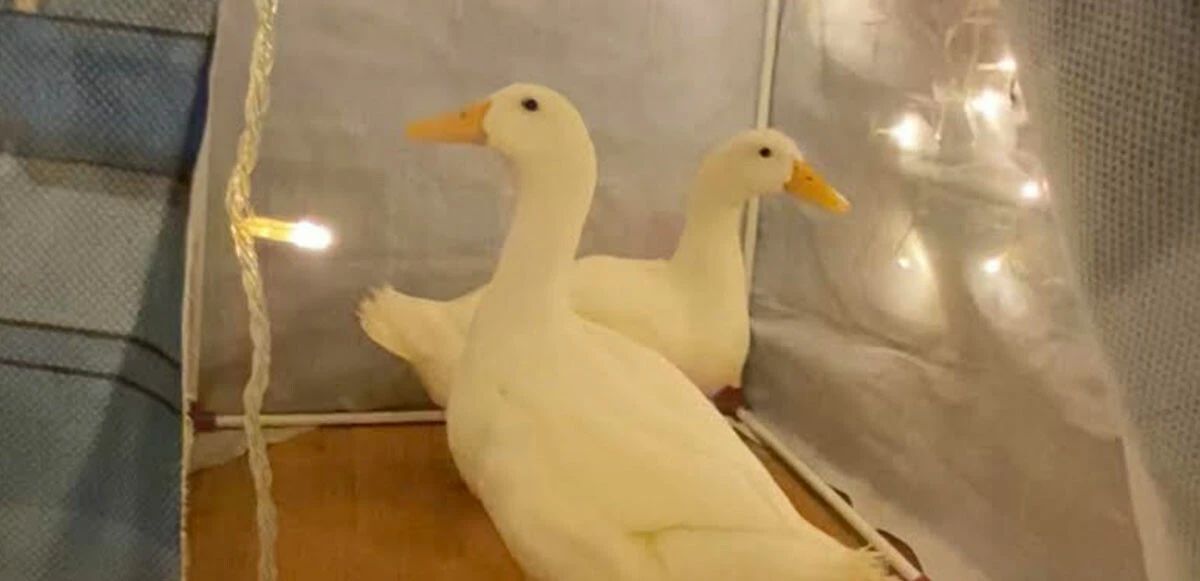 Bahçeşehir’deki ördeklerin sahibi konuştu: Bunlar bizim dememize rağmen fotoğrafımızı çektiler