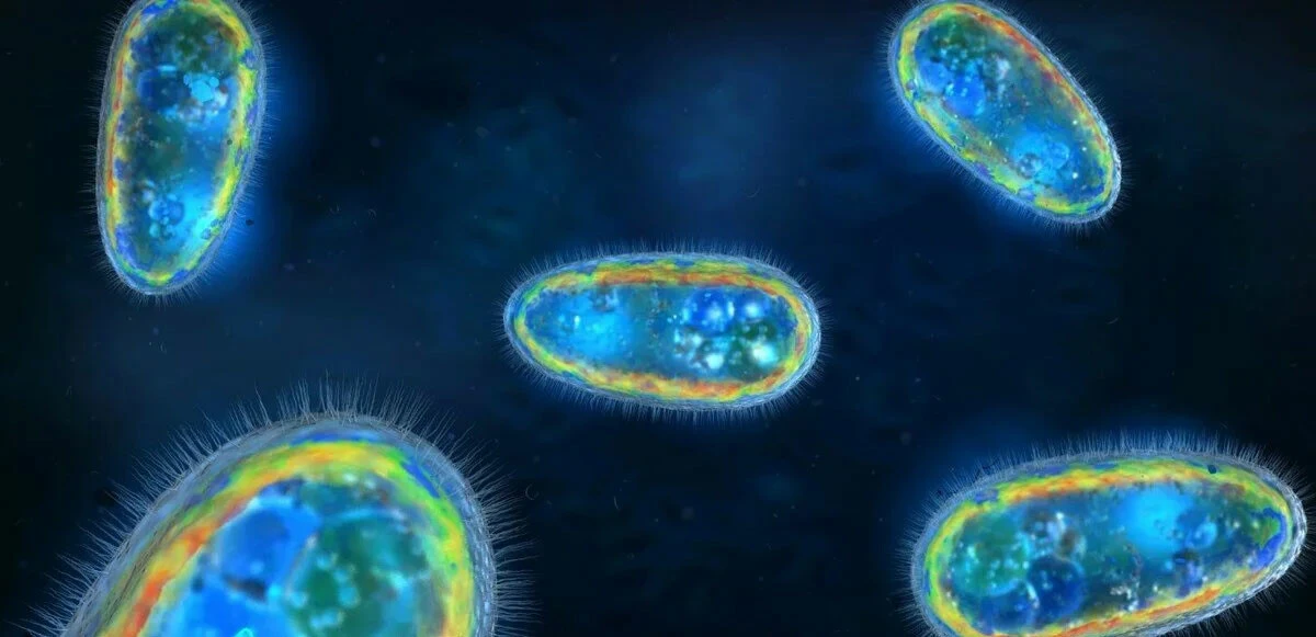 Serin sulara atlarken dikkat! Burnundan giren amip beynini yedi