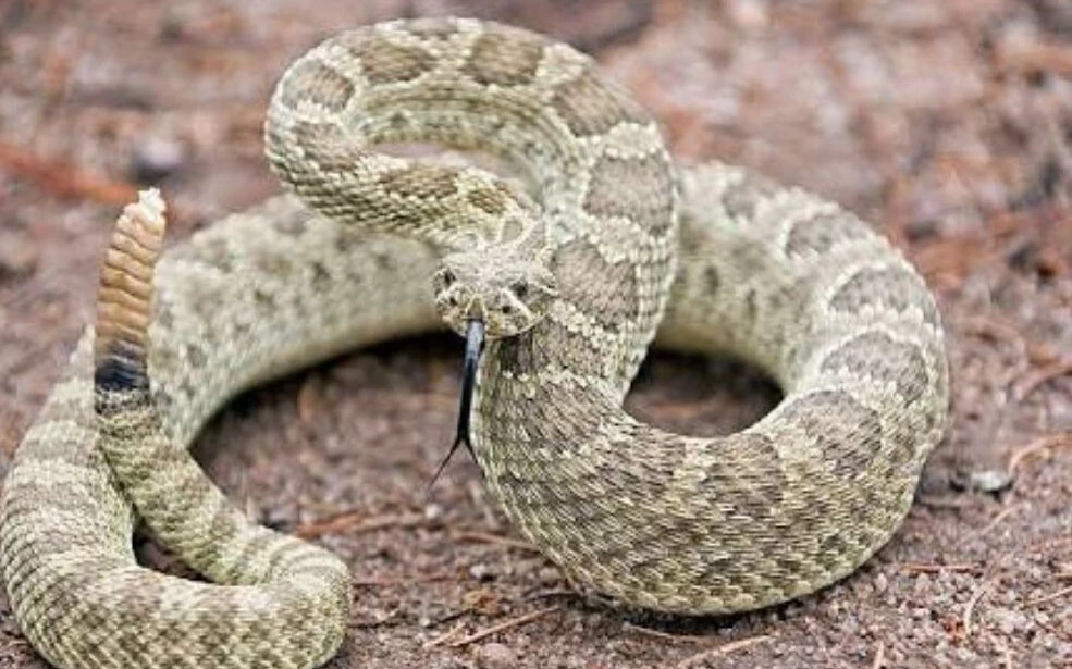 Felç bırakıyor, dakikalar içinde öldürüyor! İşte dünyanın en tehlikeli yılanları!