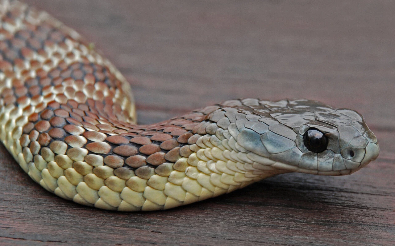 Felç bırakıyor, dakikalar içinde öldürüyor! İşte dünyanın en tehlikeli yılanları!