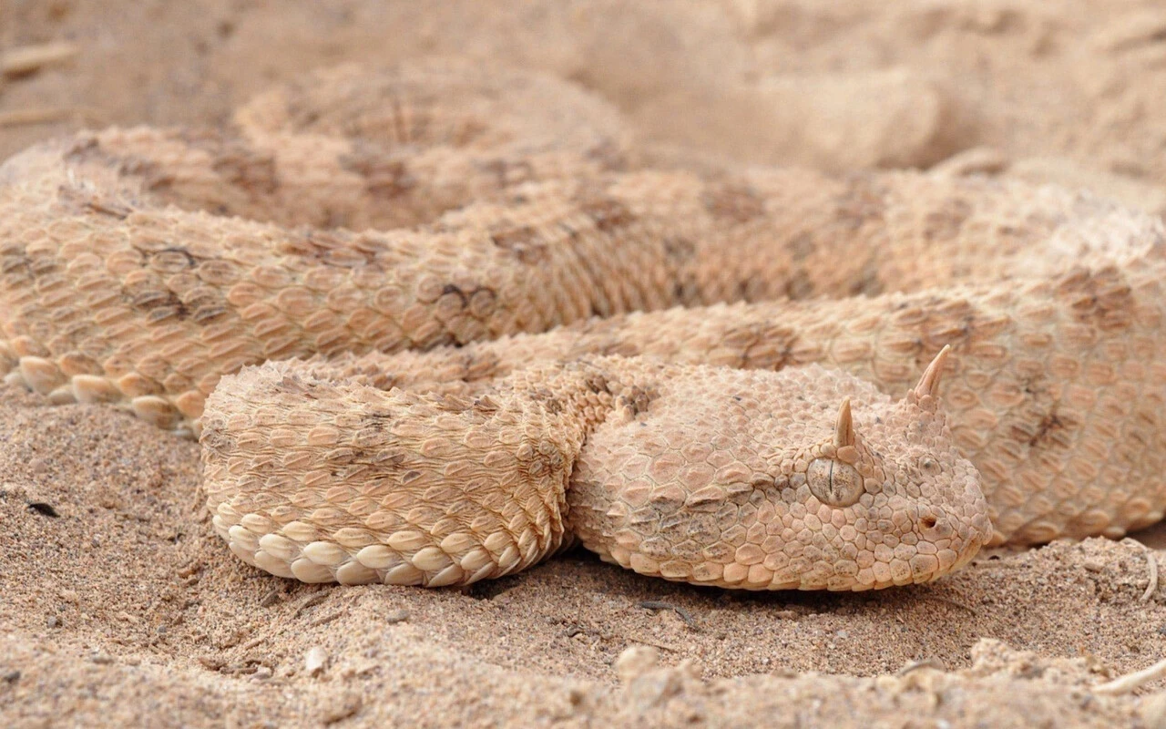 Felç bırakıyor, dakikalar içinde öldürüyor! İşte dünyanın en tehlikeli yılanları!