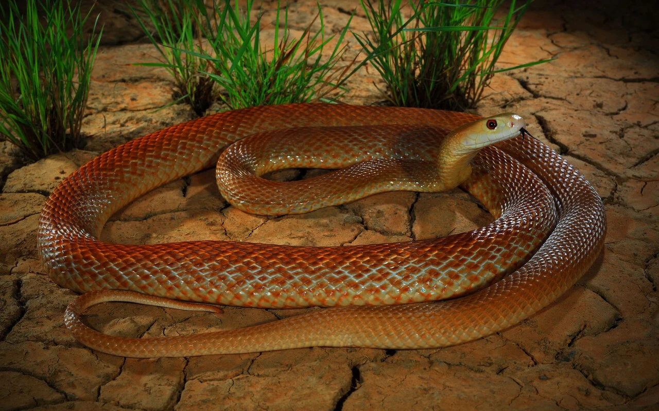 Felç bırakıyor, dakikalar içinde öldürüyor! İşte dünyanın en tehlikeli yılanları!