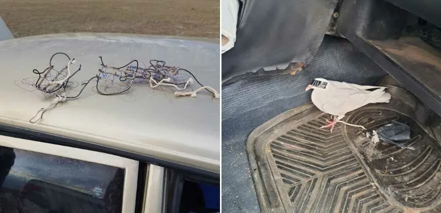 Vicdansız avcıların av yöntemi akıllara durgunluk verdi