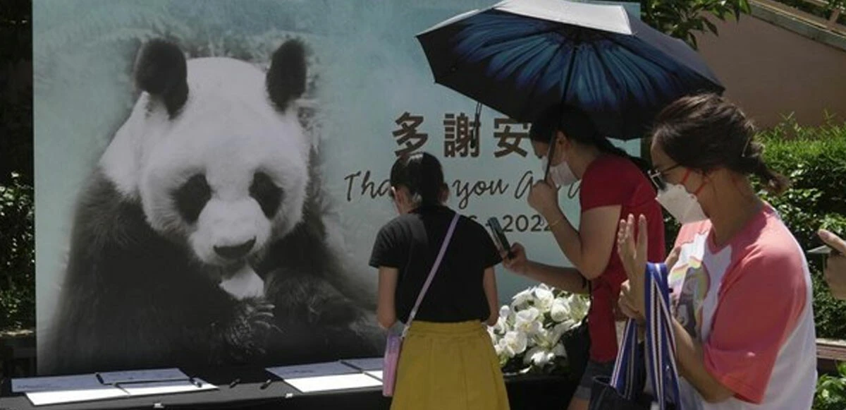 Dünyanın en yaşlı erkek pandası ‘An An’ 35 yaşında öldü