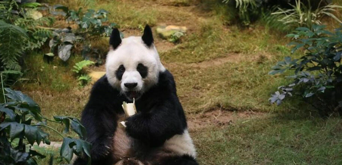 Dünyanın en yaşlı erkek pandası ‘An An’ 35 yaşında öldü