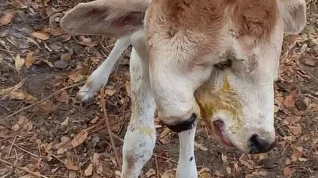 Çift başlı buzağı hem korkuttu hem şaşırttı! İnek yavrusunu herkesten gizledi