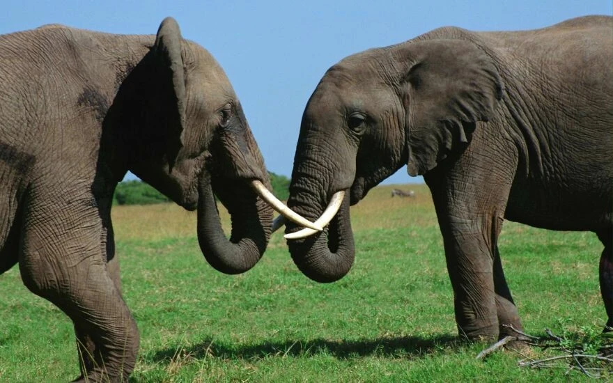 Kanserin çözümü fillerde mi? Bilim dünyasını alt üst eden gerçek!