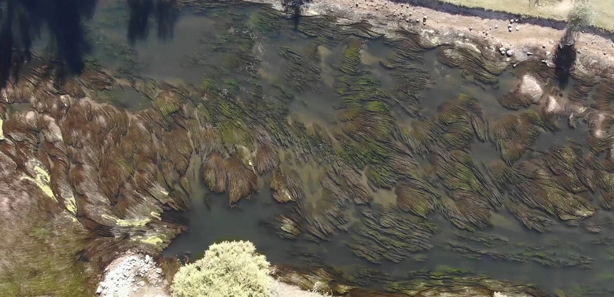 Kızılırmak nehrinden su içen aile zehirlendi