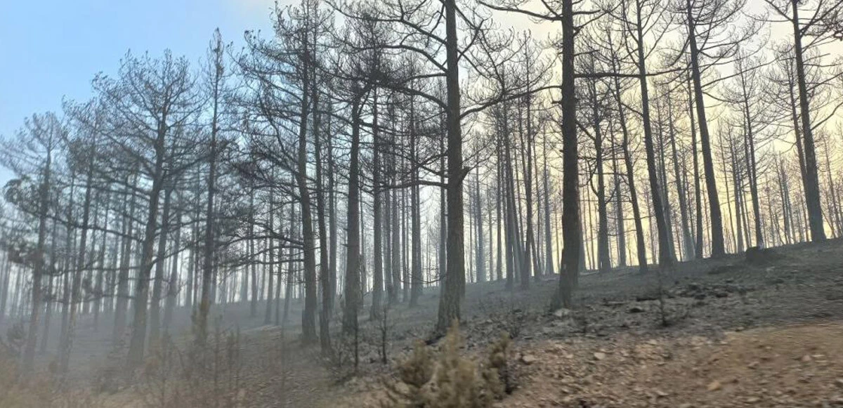 Manisa ve Kütahya'daki orman yangınları kontrol altında: İşte son durum...
