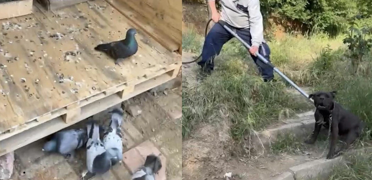 Güvercinle gölgeleme, pitbullla koruma! Okulun karşısını mesken tutan “Kör Ercan” lakaplı torbacıya baskın