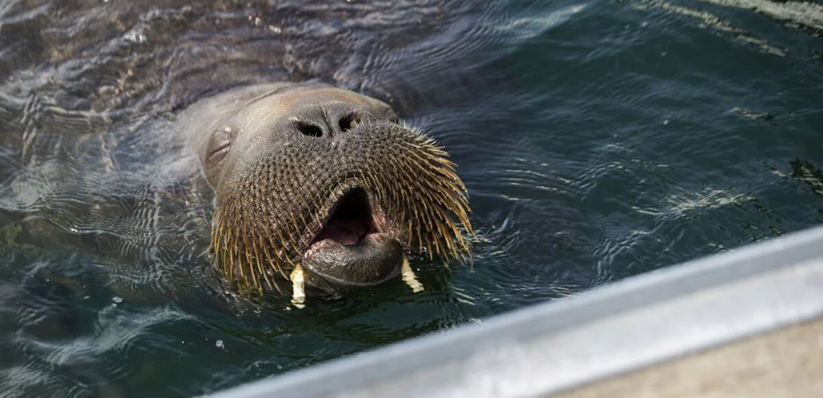 600 kilogramlık deniz aygırının keyfine diyecek yok: Limandaki bota uzanıp güneşlendi