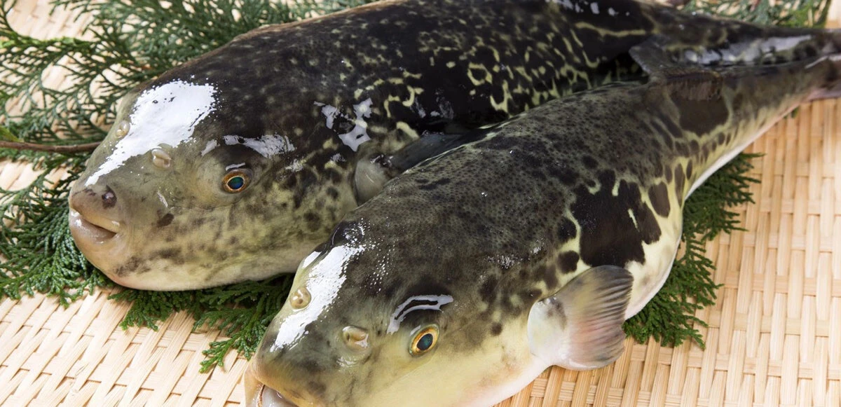 Balon balığı seferberliği Resmi Gazete'de: Kuyruğunu getir 12 TL'yi al