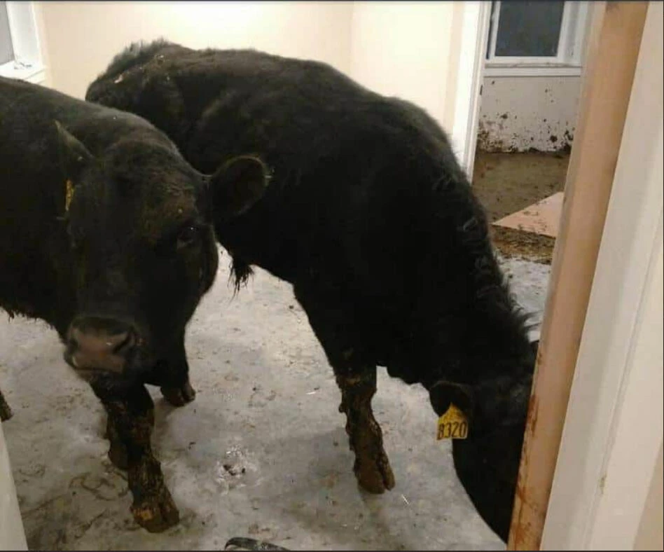 Kardeşi dediğini yapmadı! Yeni evlerine giden aile gördükleri karşısında neye uğradıklarını şaşırdı