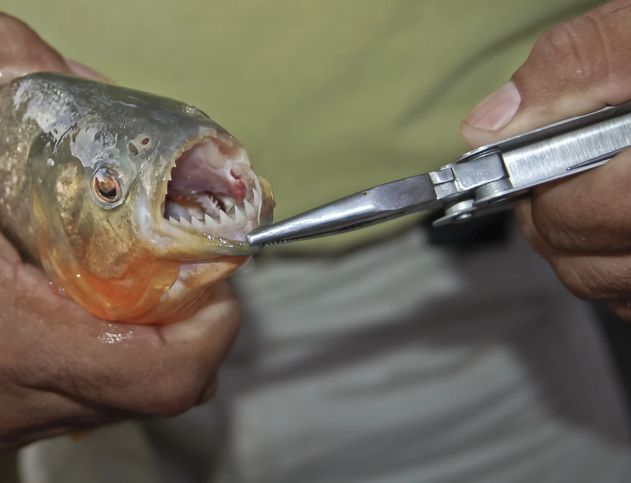 Isıran balık paniği: İnsana yapışıp kalıyor bırakmıyor