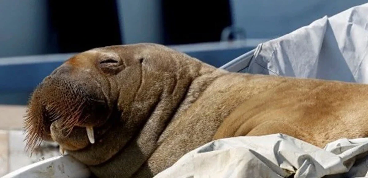 Deniz aygırı Freya'nın öldürülmesi çevrecileri ayağa kaldırdı