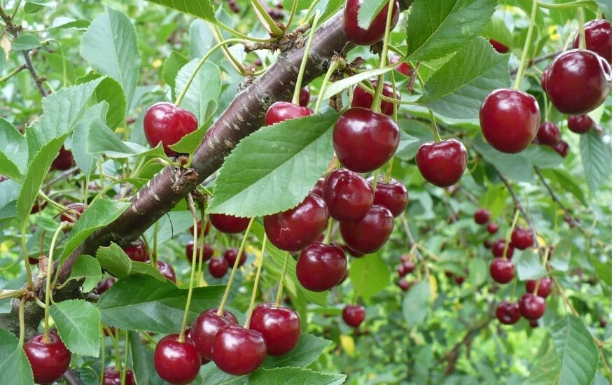 Zayıflatıyor, ağrılara çare oluyor, diyabeti önlüyor! Hastalıklara kalkan görevi gören şifa deposu meyveler