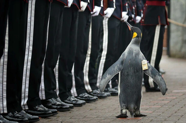 Penguen tarafından teftiş edilen Kral Muhafızlarını partide yaptıkları yaktı kovuluyorlar!