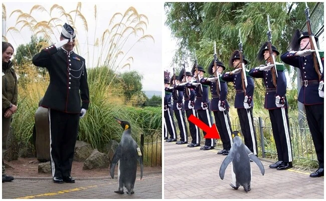 Penguen tarafından teftiş edilen Kral Muhafızlarını partide yaptıkları yaktı kovuluyorlar!