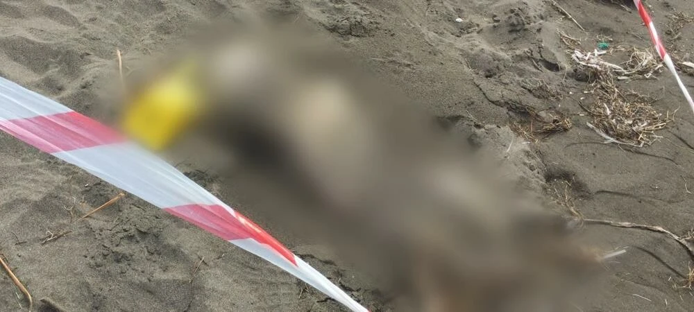Samsunda akıllara durgunluk veren olay! Sahile iskelet vurdu: Göğsünden aşağısı yok