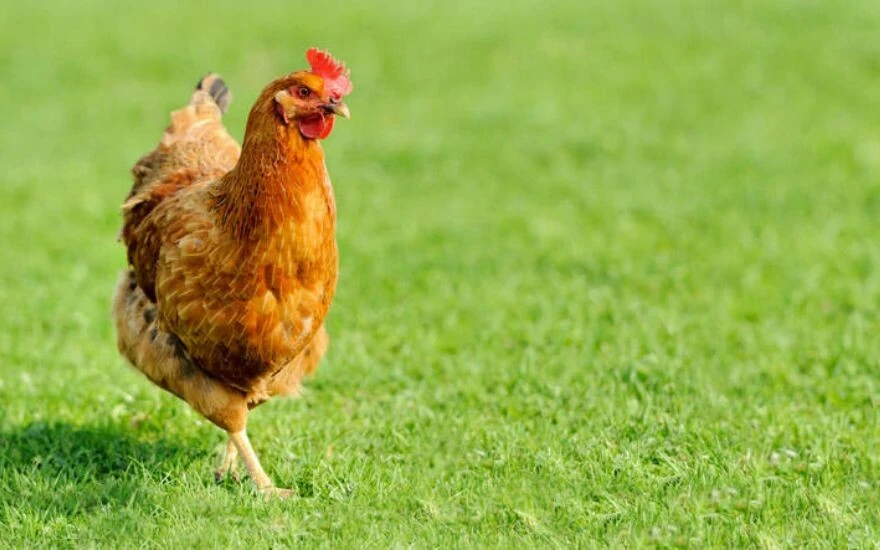 Duyunca şaşıracaksınız: Kahverengi yumurtanın beyaz yumurtadan daha pahalı olmasının ilginç nedeni!