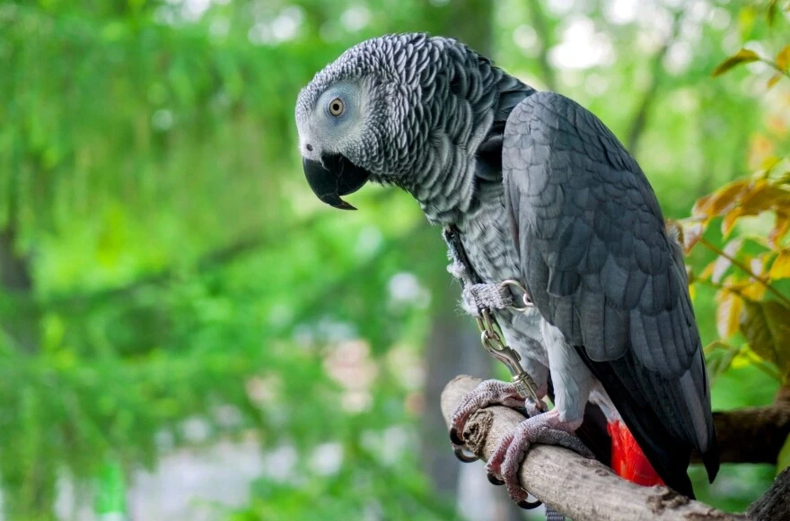 Evde beslenecek papağanlar: Hangi papağan türleri evde beslenir?