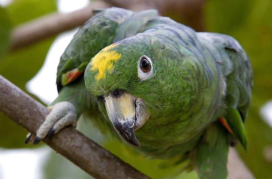 Evde beslenecek papağanlar: Hangi papağan türleri evde beslenir?