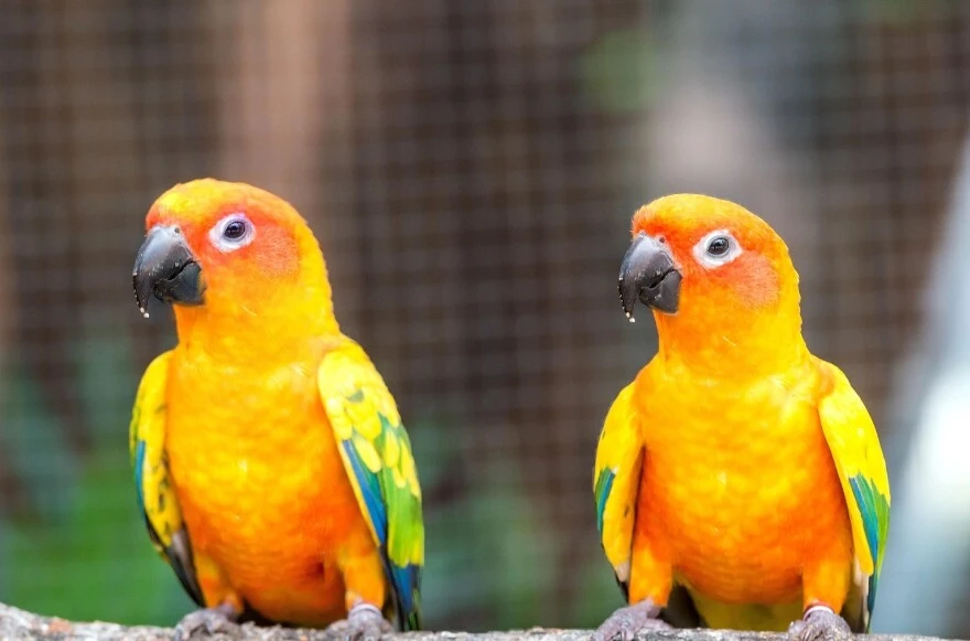 Evde beslenecek papağanlar: Hangi papağan türleri evde beslenir?