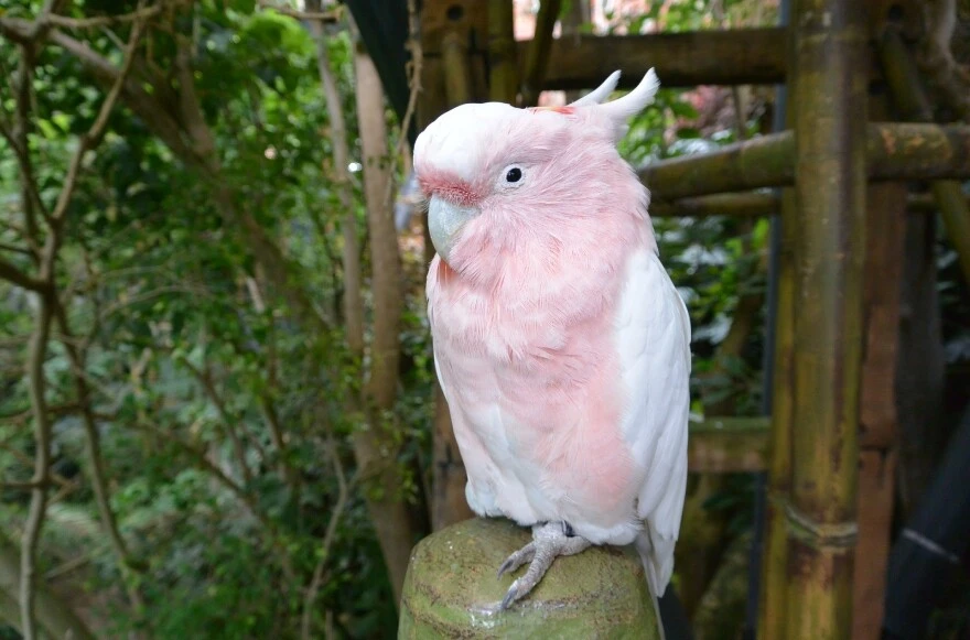 Evde beslenecek papağanlar: Hangi papağan türleri evde beslenir?