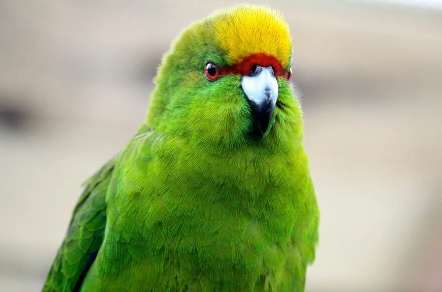 Evde beslenecek papağanlar: Hangi papağan türleri evde beslenir?